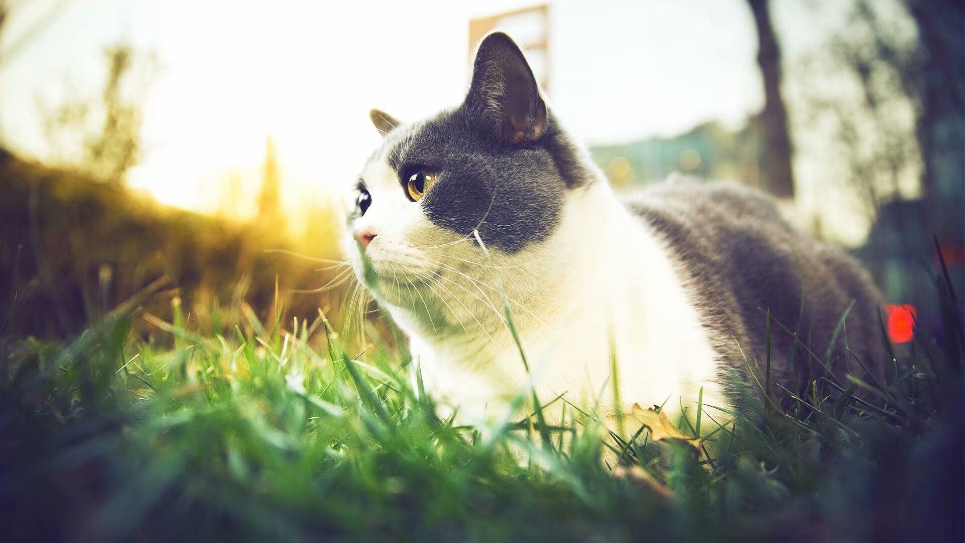 刃光乍破,那不勒斯险胜奥地利,罗德里高光表现定乾坤