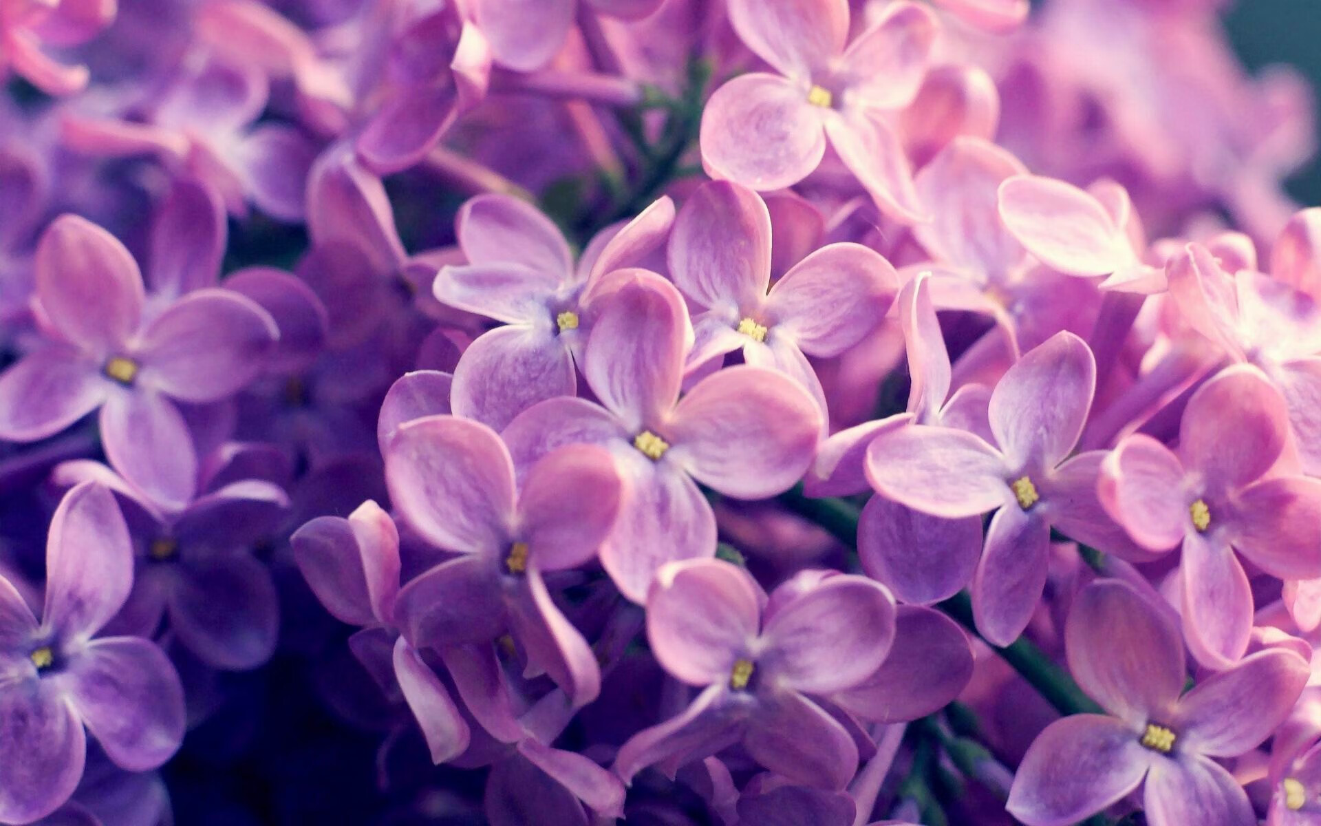 横比英雄,郑思维如何成为国羽的稳定锚