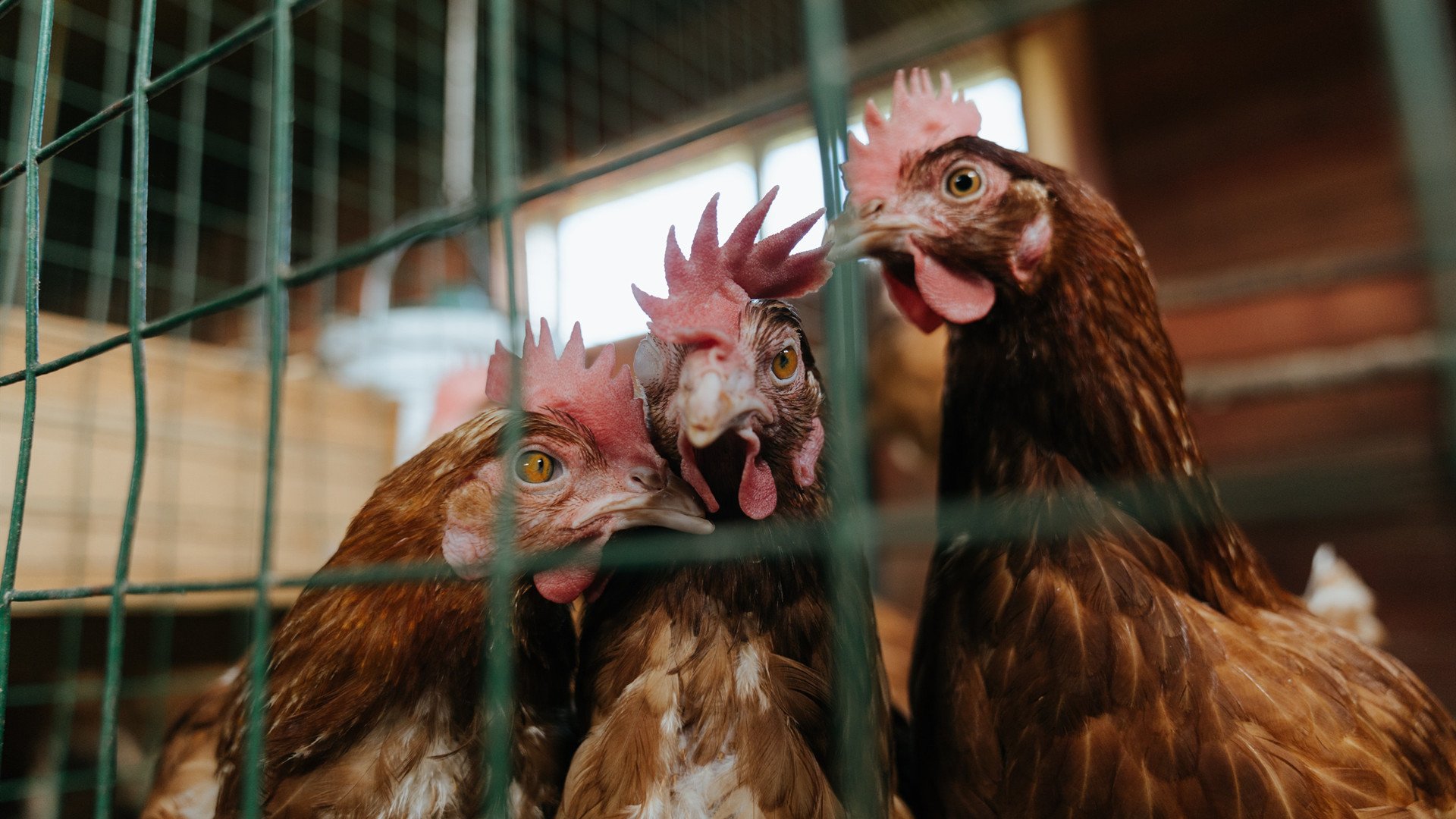 老迈国王的重塑，当詹姆斯以爵士之名奏响碾压之章