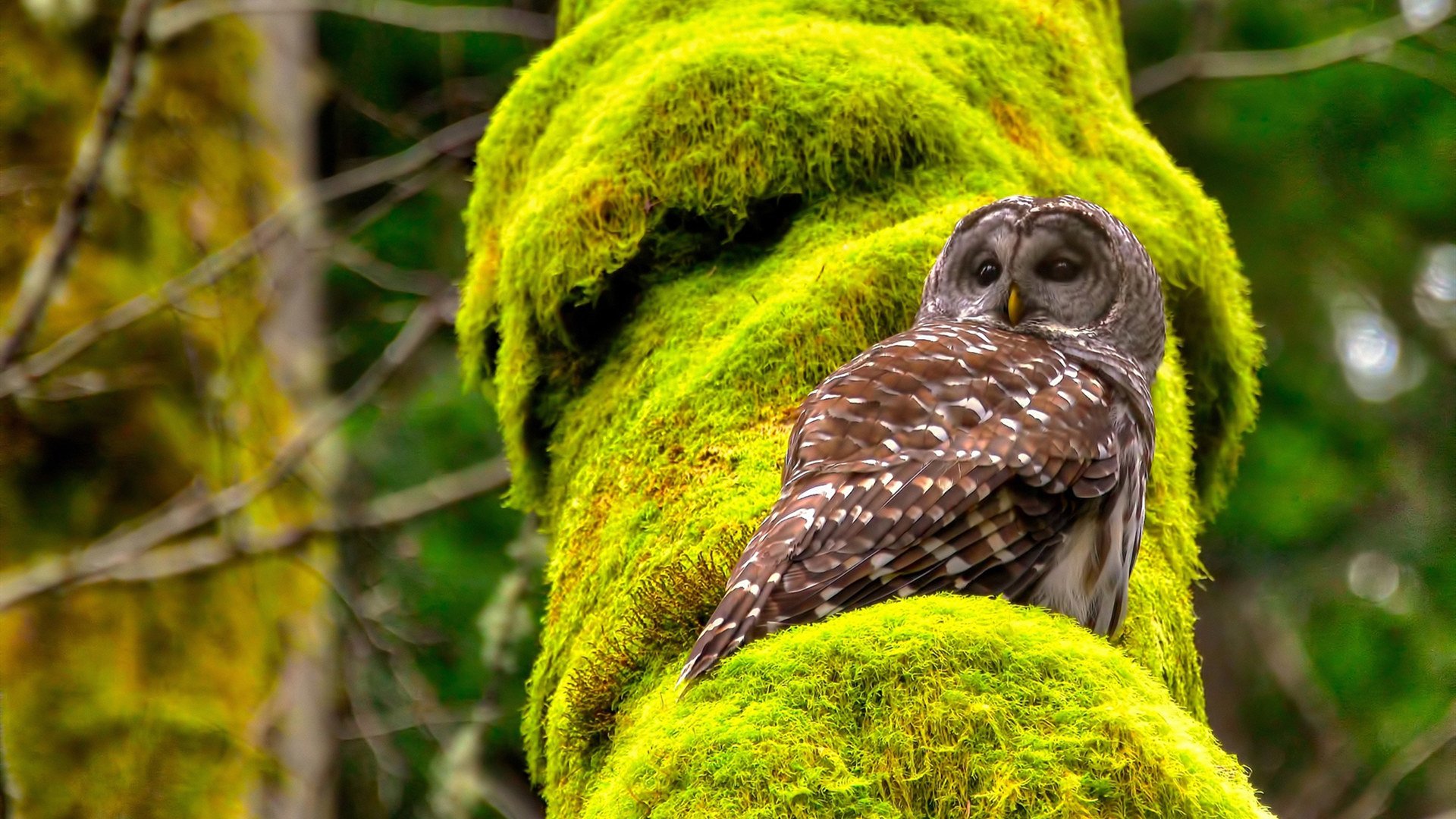 樱花压境,暴风雨中,看王者如何优雅归来