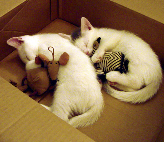 铁骑席卷,羽翼燎原,当丹麦铁骑轻取法兰西,戴资颖以羽翼点燃赛场