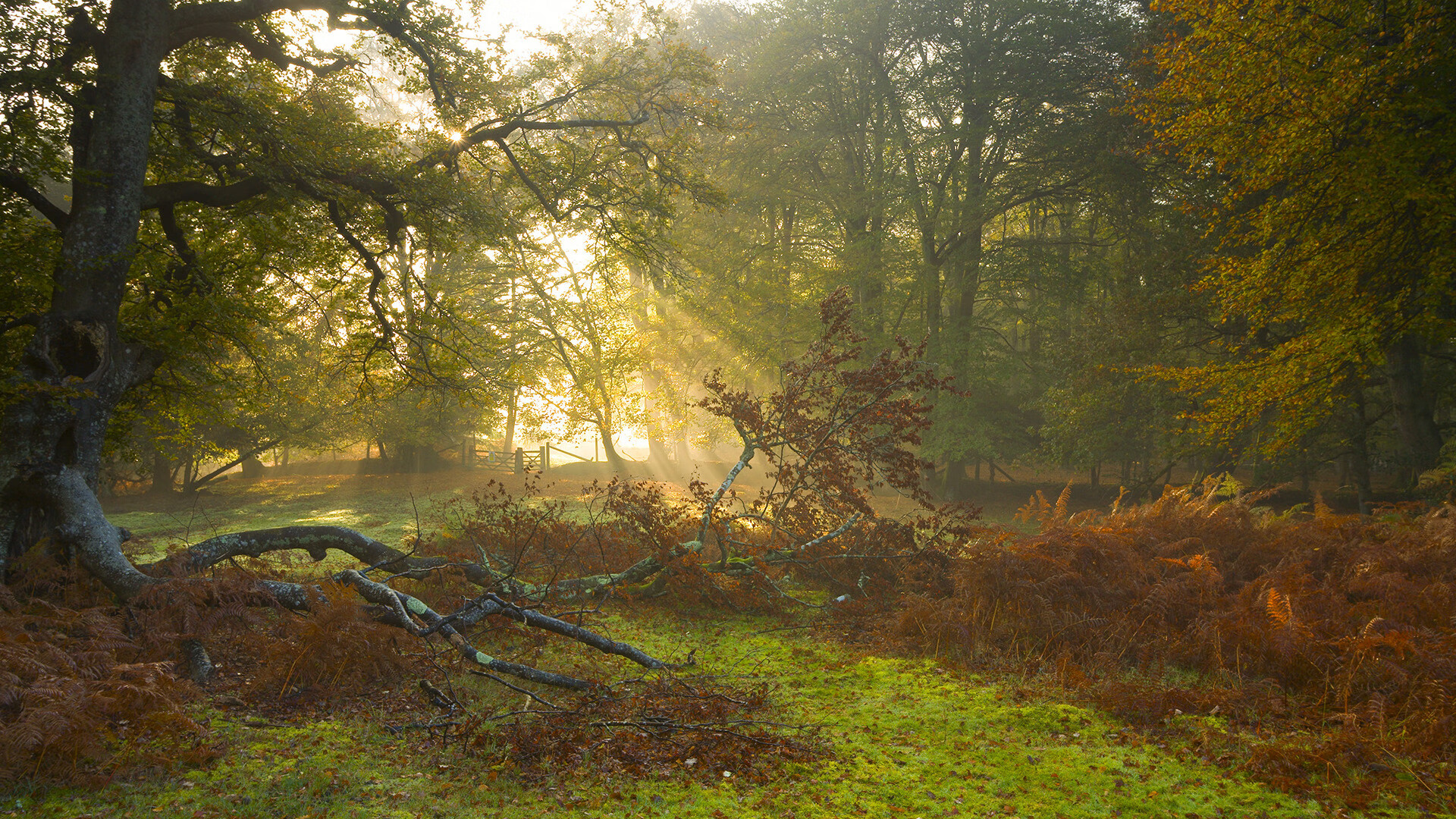 团队碾压与个人闪耀,当丹麦铁骑遇见天才李梓嘉