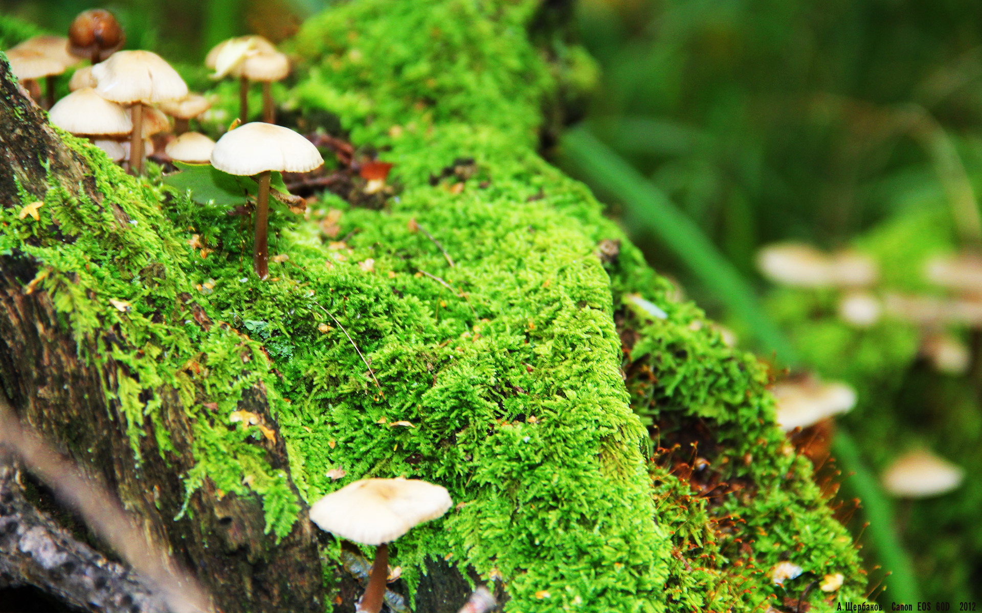 王朝的序曲，英雄的归来，哈登唤醒沉睡意志，凯尔特人横扫雷霆背后的故事