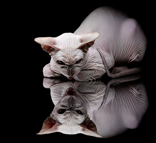 平行时空的绿茵神迹，当伊布在贝蒂斯对阵国际米兰时打出统治级数据