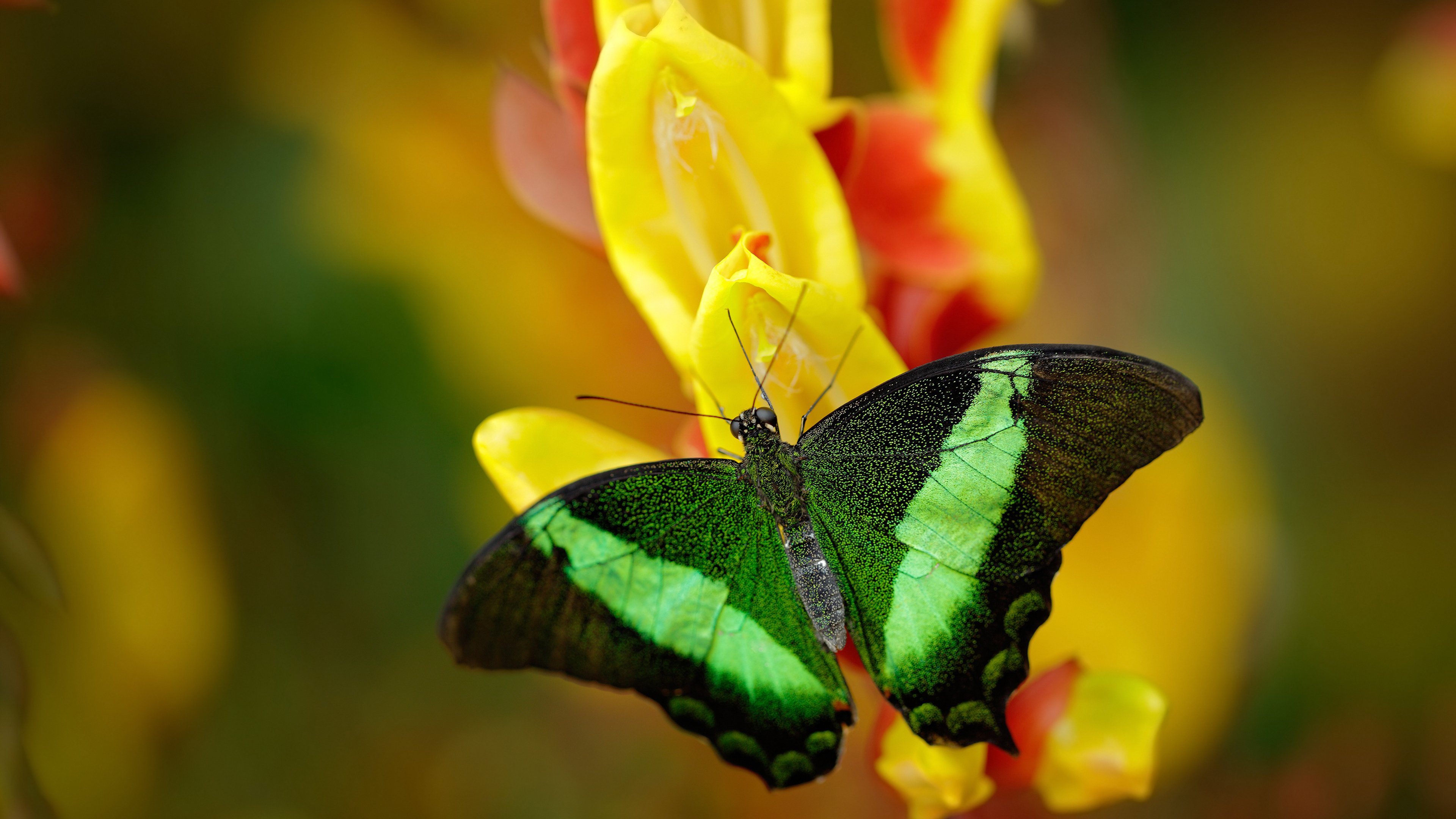 引擎轰鸣,弯道超车,里昂街道赛式强袭锁定欧冠席位
