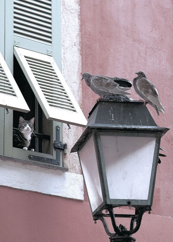 贝恩关键先生助力独行侠稳稳拿下雄鹿