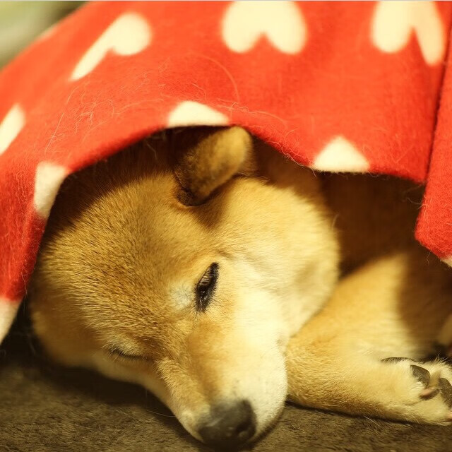 冰与火的战场，热火铁索困群狼，贝恩孤星耀北境