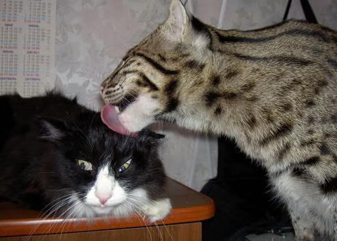 雷霆之巅,乔治一役定乾坤,世界排名战上演个人英雄主义