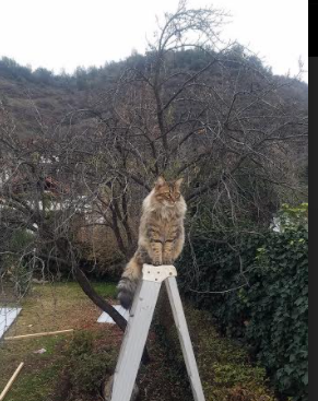 爱游戏官网-沙漠绿鹰刺穿欧洲红魔，无名英雄布鲁诺的三次致命呼吸