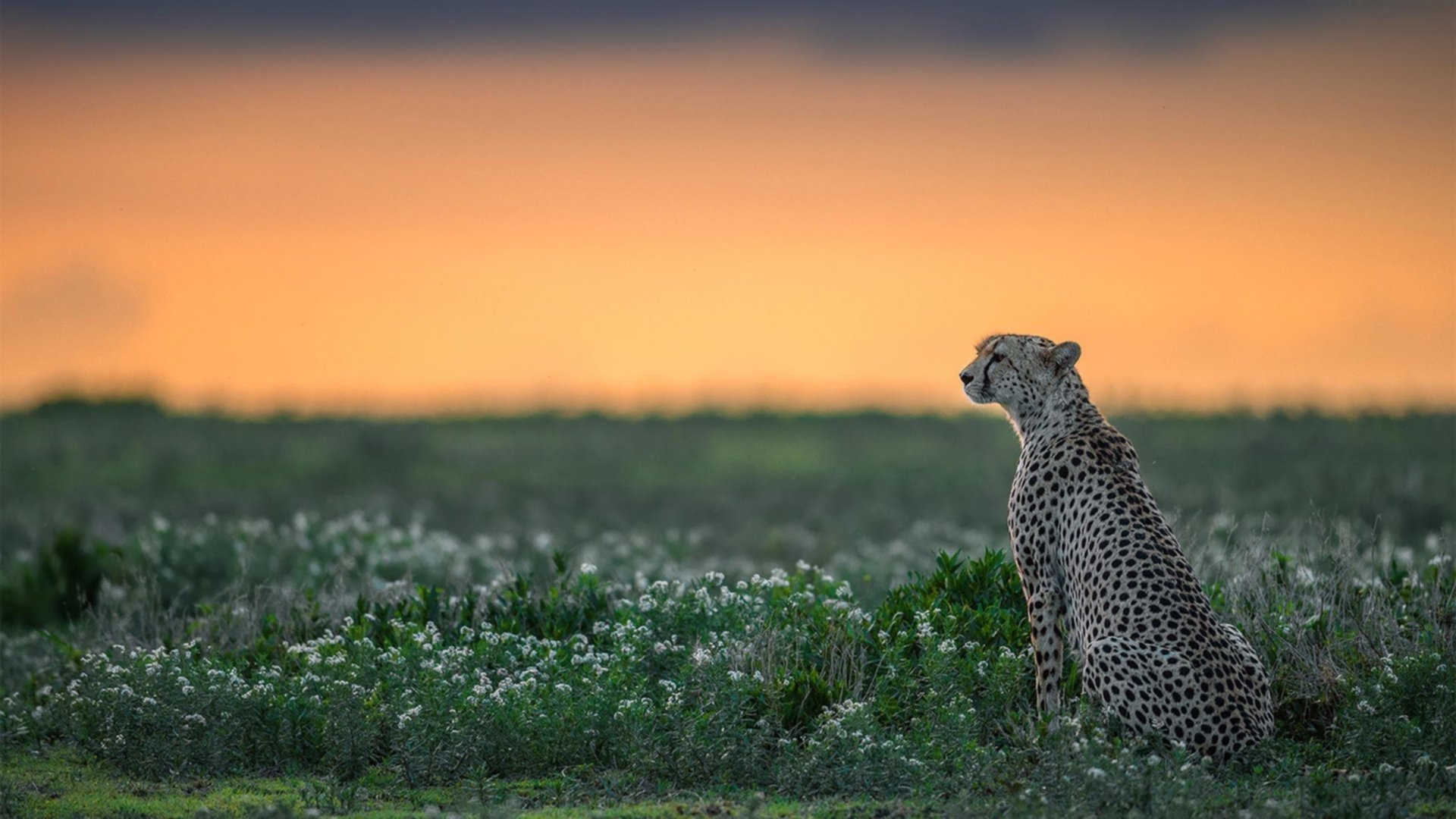 舞台越大,越见巨星本色,从伦纳德定律到雷霆万钧破粤军