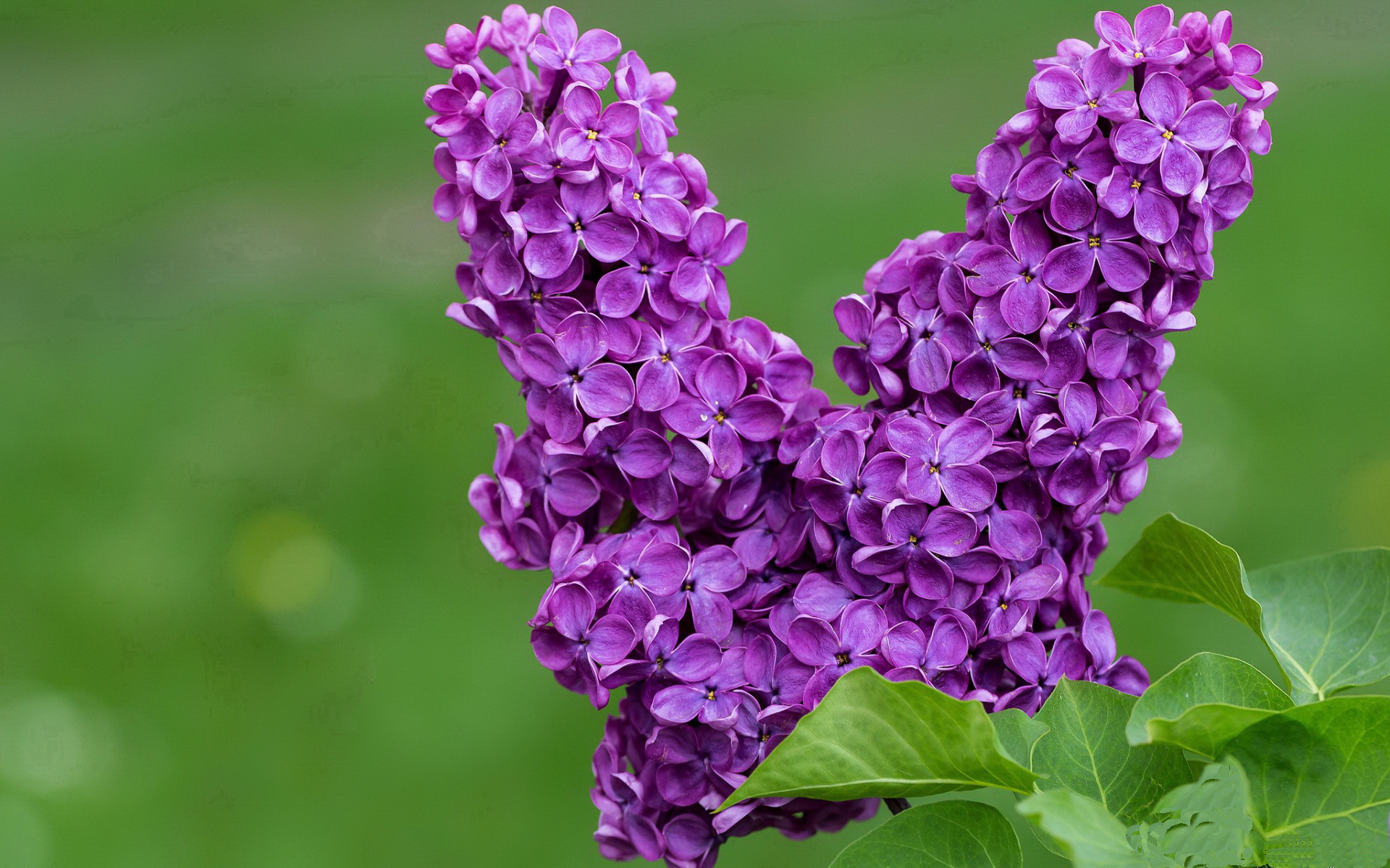 雷霆125秒风暴,文班亚马用极致天赋改写比赛定义