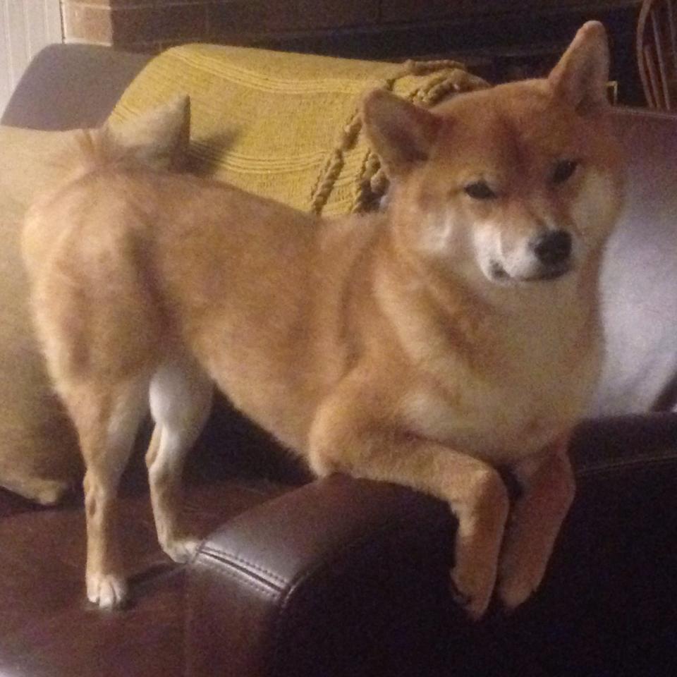 虚拟绿茵上的跨洲对决,韩国电竞少年绝杀加拿大,改写欧冠半决赛历史