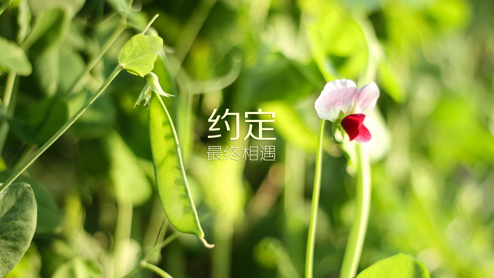 孤峰独影,三笘薰的致命走廊与匈牙利在2026世界杯C组的溃败之夜